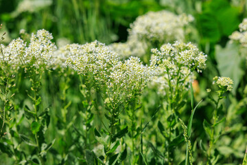 Field of white flowers with green leaves