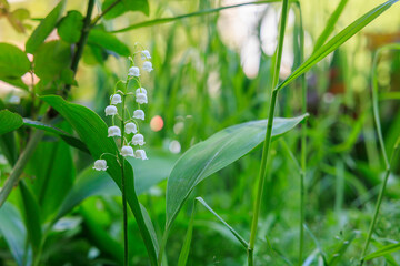 A white flower with green leaves is in a field of green grass, lily of the valley
