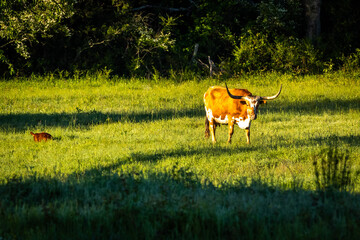 Naklejka premium Famous Texas Longhorn American breed cow freely feeding at the ranch meadow