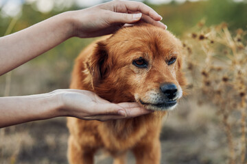 Person Being Affectionate with Domestic Animal in Natural Outdoor Setting, Petting Brown Dog in...