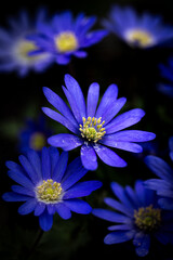 blue flower