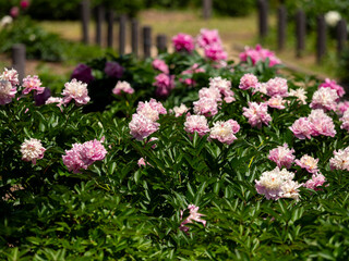 植物園に咲くシャクヤクの花