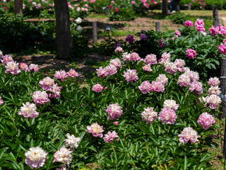 植物園に咲くシャクヤクの花
