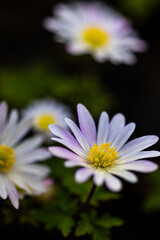 Obraz premium blue flower