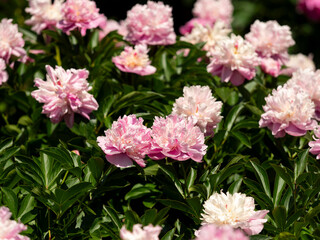 Obraz premium 植物園に咲くシャクヤクの花