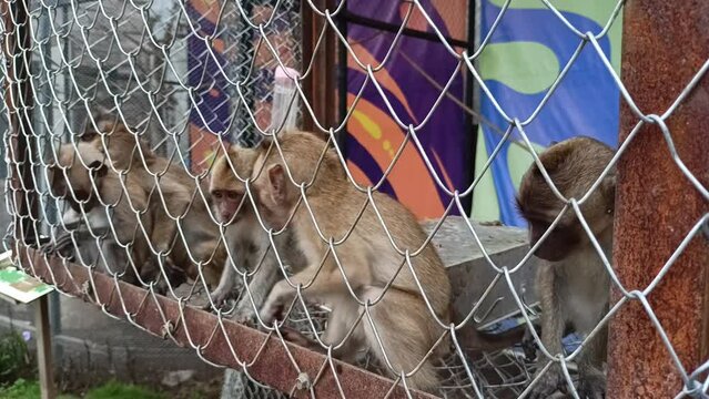 monkey in an iron cage in a zoo