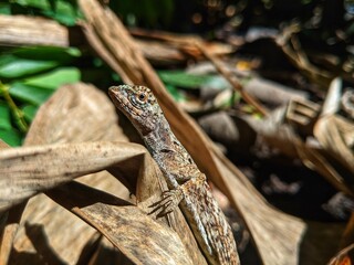 The village cekibar is a flying lizard, known by the Latin name Draco volans Linnaeus