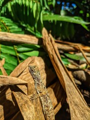 The village cekibar is a flying lizard, known by the Latin name Draco volans Linnaeus
