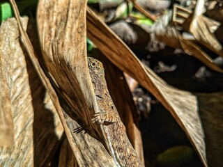 The village cekibar is a flying lizard, known by the Latin name Draco volans Linnaeus
