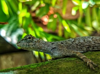 The village cekibar is a flying lizard, known by the Latin name Draco volans Linnaeus