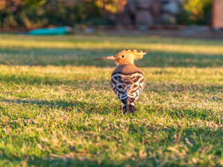 Eurasian hoopoe or Common hoopoe (Upupa epops) bird close-up on natural green grass background