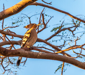Eurasian Hoopoe, Upupa epops, on a dry tree branch.