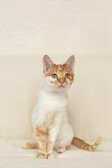 A white cat with red spots sits on a white background.