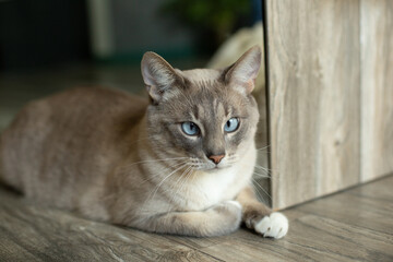 Thai cat with slanted eyes lies on the floor