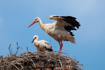 Stork with chick in nest. Adult white stork, Ciconia ciconia, standing with spread wings in nest on...