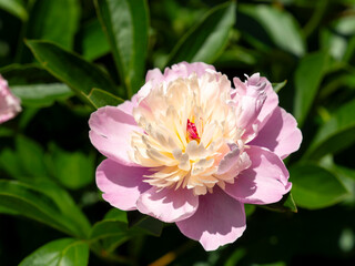 植物園に咲くシャクヤクの花のクローズアップ