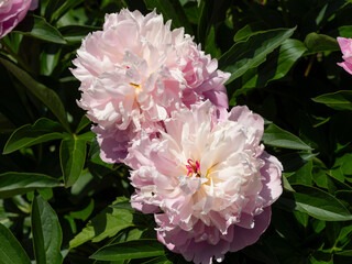 植物園に咲くシャクヤクの花のクローズアップ