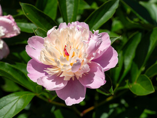 植物園に咲くシャクヤクの花のクローズアップ