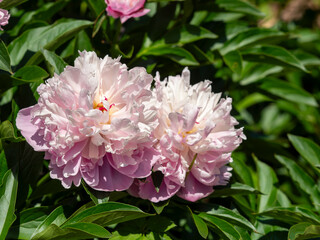 植物園に咲くシャクヤクの花のクローズアップ