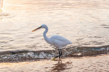 Great egret (Ardea alba), a medium-sized white heron fishing on the sea beach