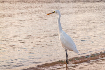 Great egret (Ardea alba), a medium-sized white heron fishing on the sea beach