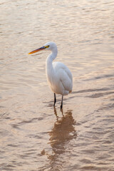 Obraz premium Great egret (Ardea alba), a medium-sized white heron fishing on the sea beach
