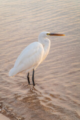 Great egret (Ardea alba), a medium-sized white heron fishing on the sea beach
