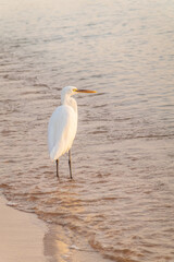 Great egret (Ardea alba), a medium-sized white heron fishing on the sea beach