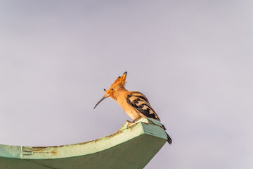 Eurasian hoopoe or Common hoopoe (Upupa epops) bird close-up on cloudy sky background © Dmitrii Potashkin