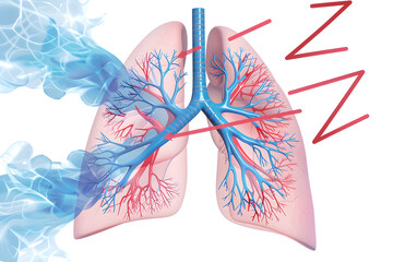 Graphical Representation of the VF Ventilation Process in Human Lungs