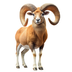 Ram With Long Horns on Transparent Background