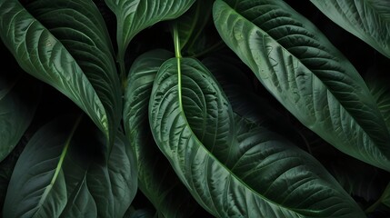 botanical wallpaper, lush vegetation, tropical flora, exotic foliage, green plant texture,Tropical Elegance: Spathiphyllum Cannifolium Leaves