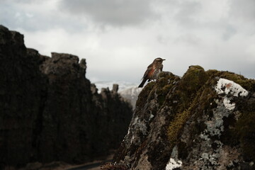 person on top of a mountain