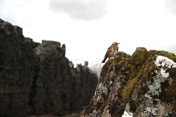 climber on a rock