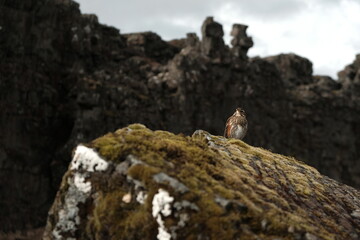 squirrel on a rock