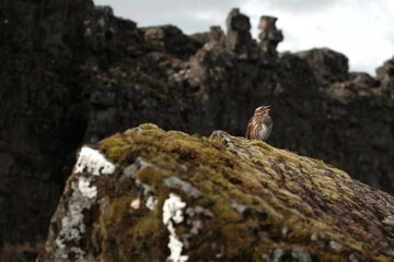 mountain goat on the rocks