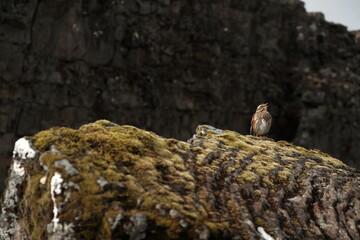 lizard on rock