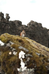 snail on rock