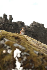rock climbing on rock