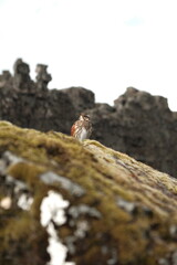bird on a rock
