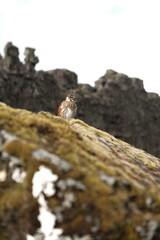 bird on a rock