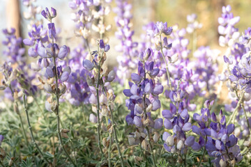 Purple Lupine Bloom in Tiltill Valley in Yosemite