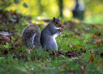 Squirrel, Bristol