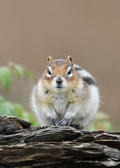 Portrait Of A Golden-Mantled Ground Squirrel (Callospermophilus Lateralis)