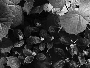 上から見たヒトリシズカ / Chloranthus quadrifolius seen from above 