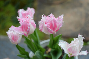 Very rare shape tulips - pink gradation color and fringe decoration tulips /...