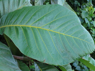 large green leaf with gold veins and raindrops