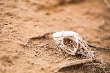 animal skeleton in desert