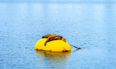 California sea lions sleeping on a yellow buoy floating on the water
