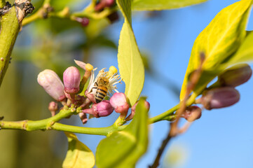 A bee attracted by the scent of a blooming lemon tree